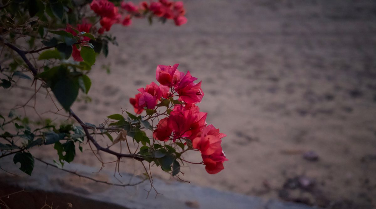 Medicinal Conversations